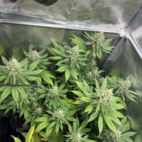 Lemon Zkittle growlog timeline photo