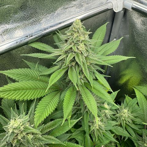 Lemon Zkittle growlog timeline photo