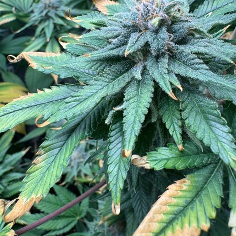 Criminal+ growlog timeline photo