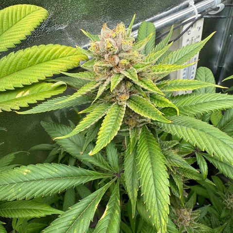 Criminal + growlog photo: She’s starting to fade 