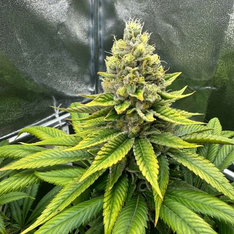 Criminal + growlog photo: She’s starting to fade 