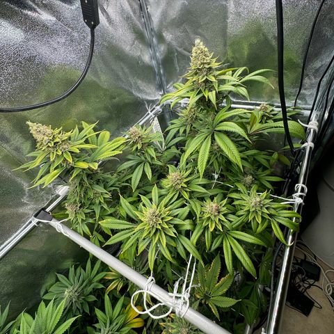 Criminal + growlog photo: She’s starting to fade 