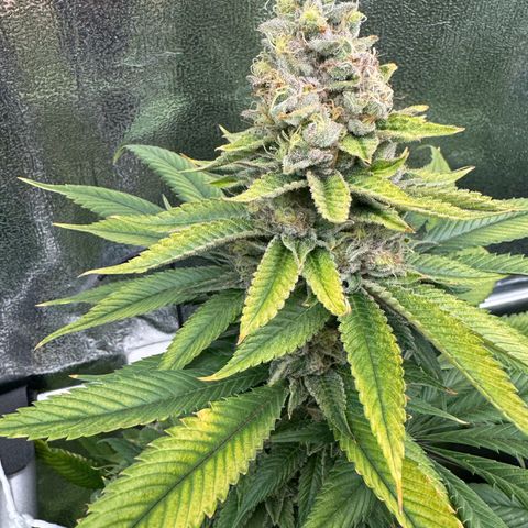 Criminal + growlog photo: She’s starting to fade 