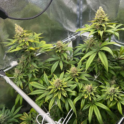 Criminal + growlog photo: She’s starting to fade 