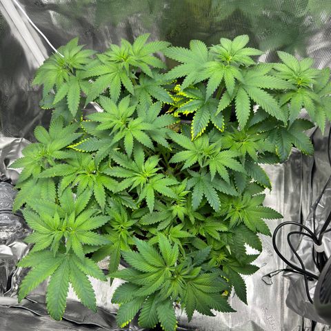 Critical Orange Punch coco growlog timeline photo