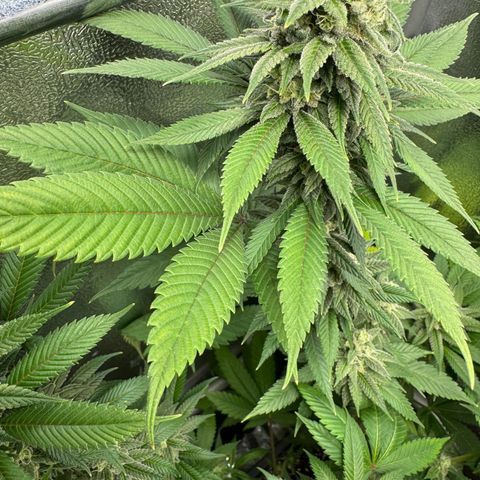 Lemon Zkittle growlog timeline photo