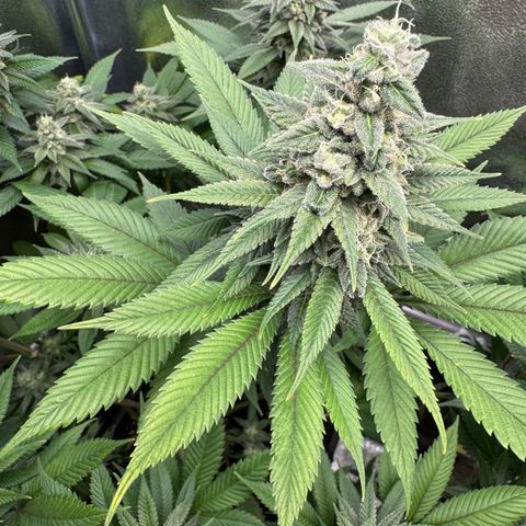 Lemon Zkittle growlog timeline photo