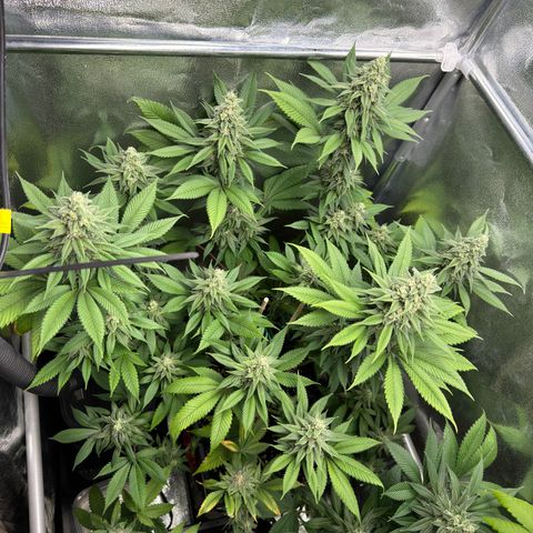 Lemon Zkittle growlog timeline photo