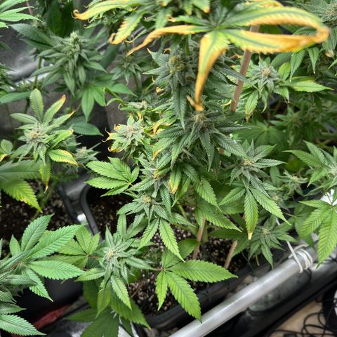 Criminal+ growlog timeline photo