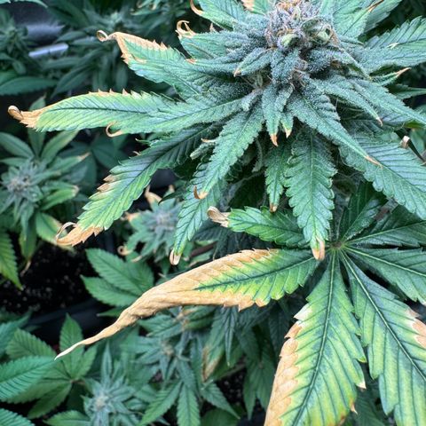 Criminal+ growlog timeline photo