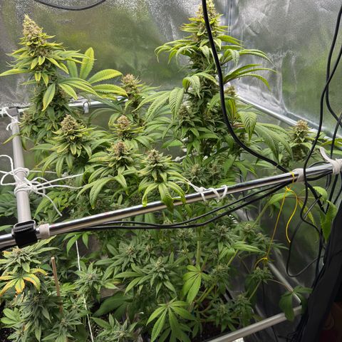Criminal + growlog timeline photo