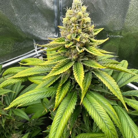 Criminal + growlog timeline photo