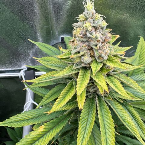 Criminal + growlog timeline photo
