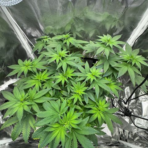 Critical Orange Punch coco growlog timeline photo