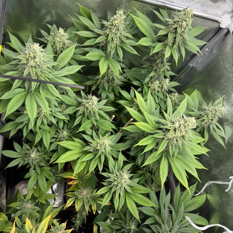 Lemon Zkittle growlog timeline photo