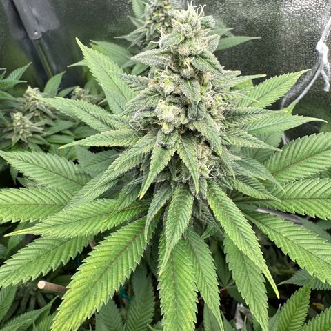 Lemon Zkittle growlog timeline photo