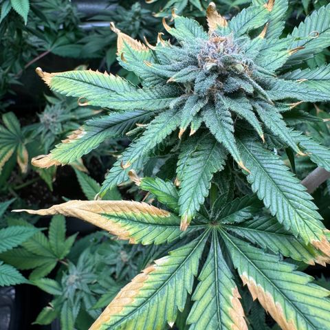 Criminal+ growlog timeline photo