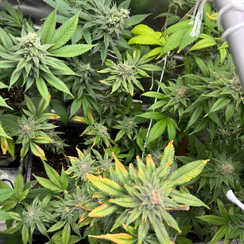 Criminal+ growlog timeline photo
