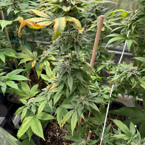 Criminal+ growlog timeline photo