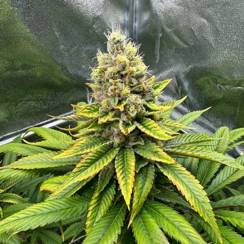 Criminal + growlog timeline photo