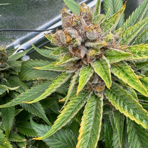 Criminal + growlog timeline photo