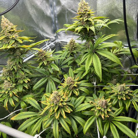 Criminal + growlog timeline photo