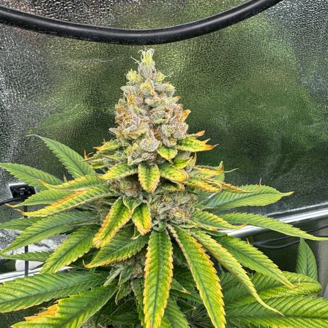 Criminal + growlog timeline photo