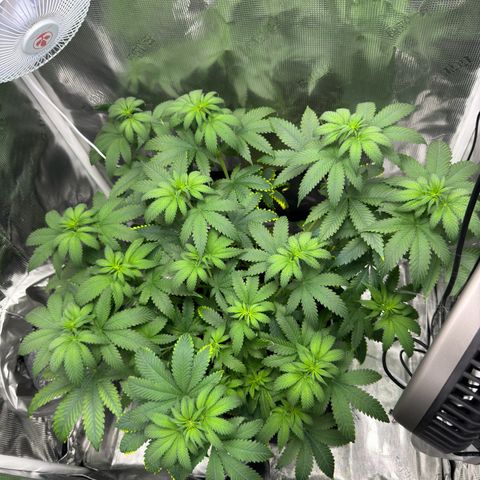 Critical Orange Punch coco growlog timeline photo