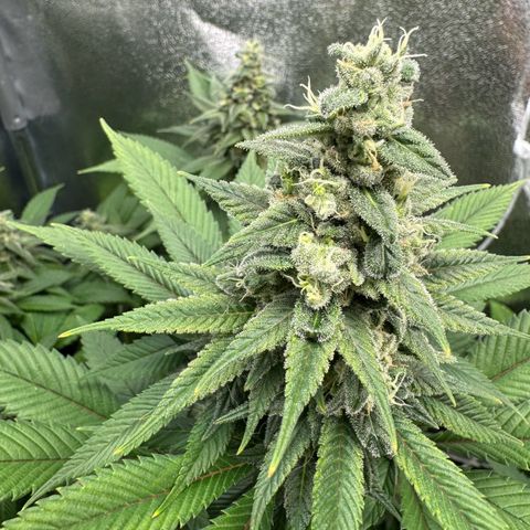 Lemon Zkittle growlog timeline photo