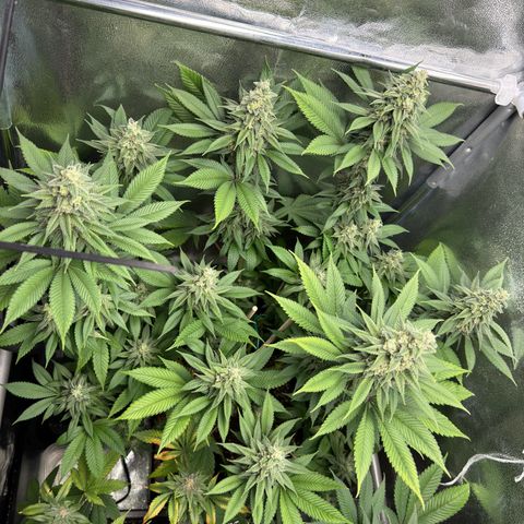 Lemon Zkittle growlog timeline photo