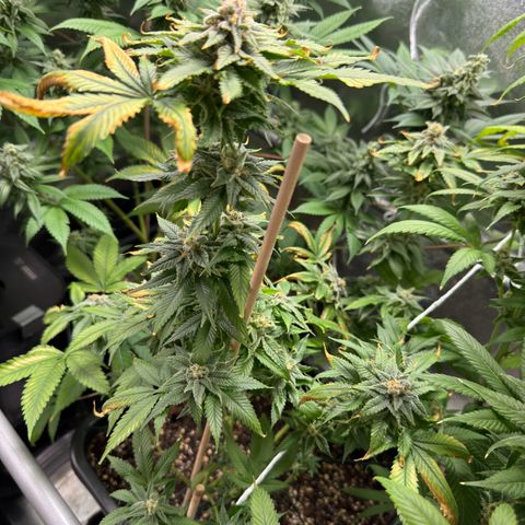 Criminal+ growlog timeline photo
