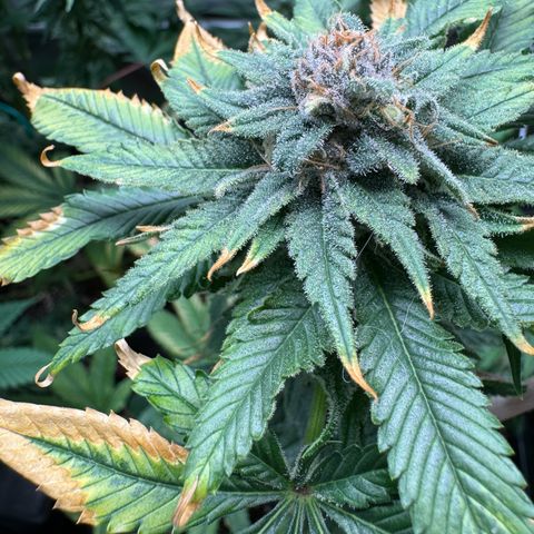 Criminal+ growlog timeline photo