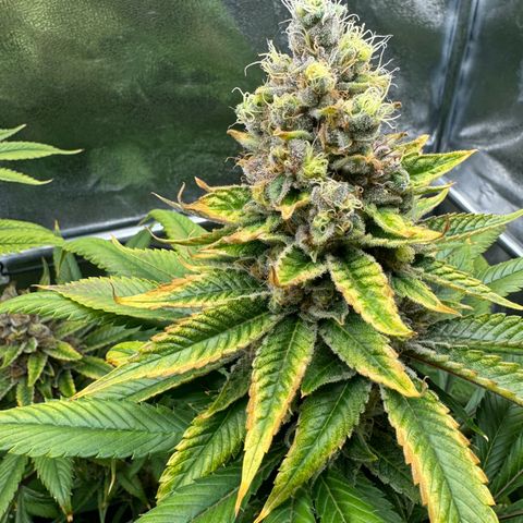 Criminal + growlog timeline photo