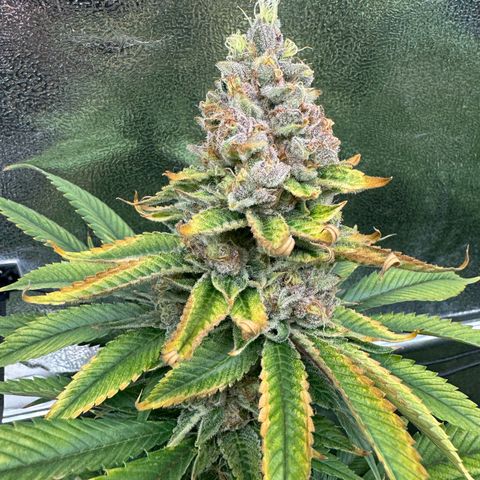 Criminal + growlog timeline photo