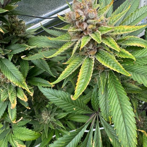 Criminal + growlog timeline photo