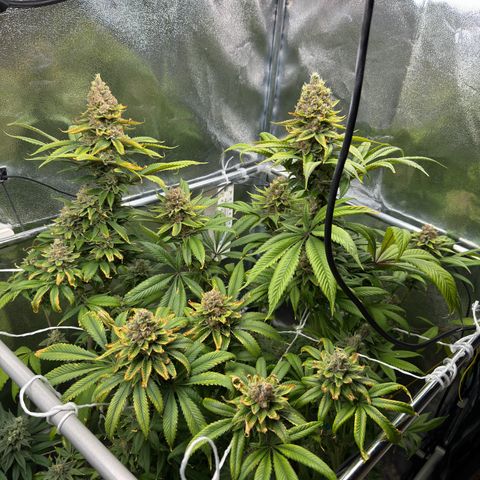 Criminal + growlog timeline photo