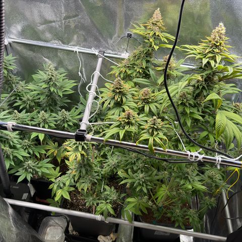 Criminal + growlog timeline photo