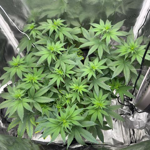 Critical Orange Punch coco growlog timeline photo