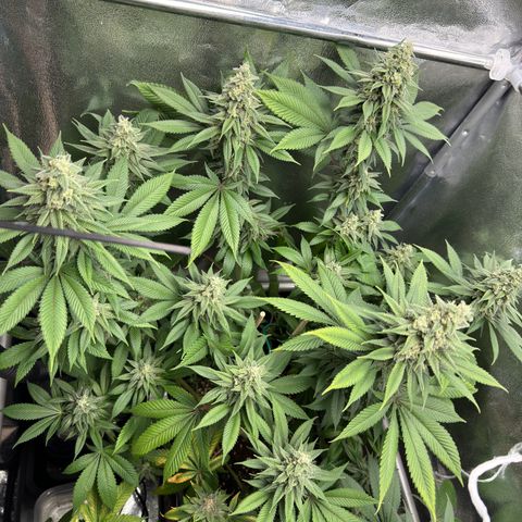 Lemon Zkittle growlog photo: Tomorrow is harvest 