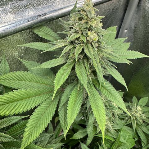 Lemon Zkittle growlog photo: Tomorrow is harvest 