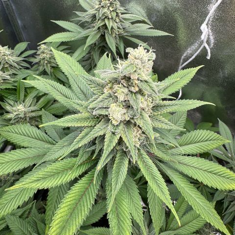 Lemon Zkittle growlog photo: Tomorrow is harvest 