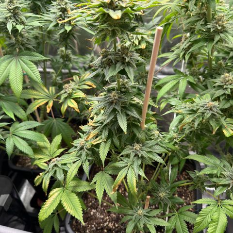Criminal+ growlog photo: Tomorrow is harvest time 