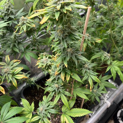 Criminal+ growlog photo: Tomorrow is harvest time 