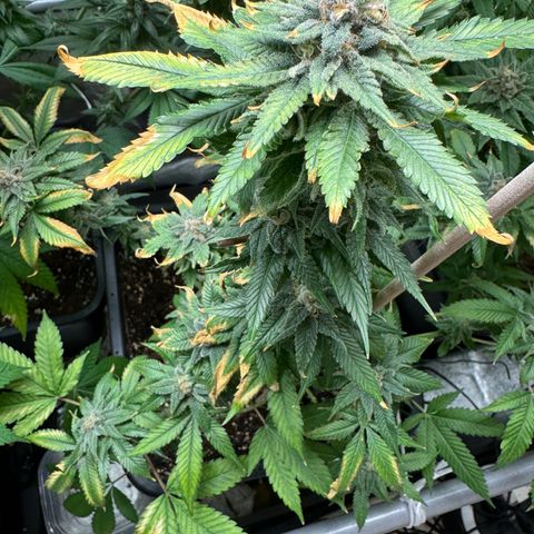 Criminal+ growlog photo: Tomorrow is harvest time 