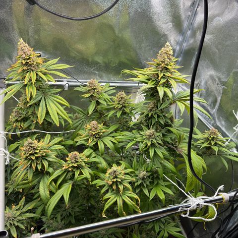 Criminal + growlog photo: Tomorrow is harvest time 