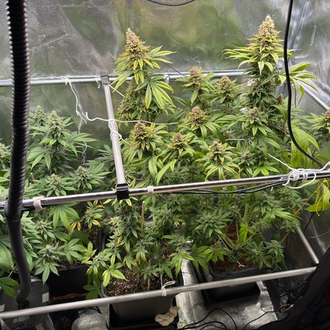 Criminal + growlog photo: Tomorrow is the big harvest day 