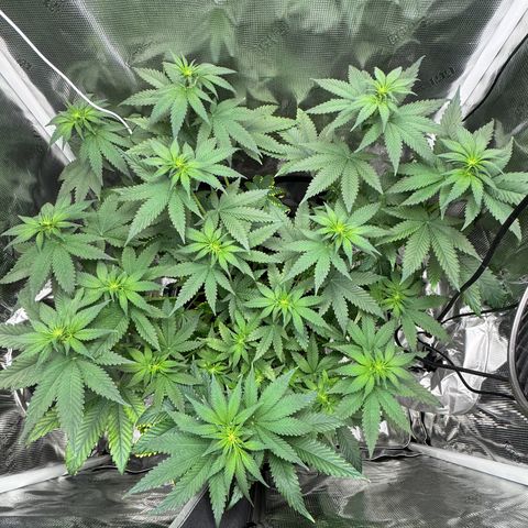 Critical Orange Punch coco growlog timeline photo