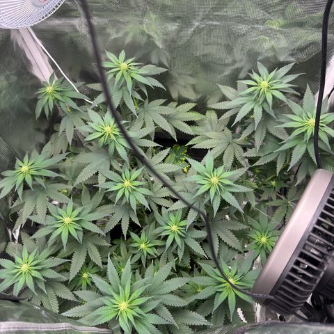 Critical Orange Punch coco growlog timeline photo