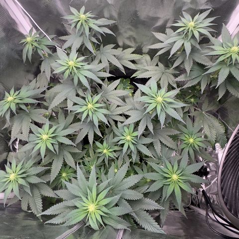 Critical Orange Punch coco growlog timeline photo