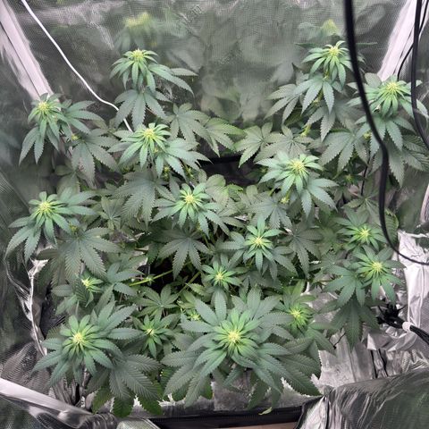 Critical Orange Punch coco growlog timeline photo